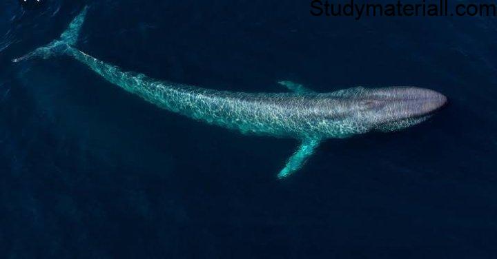 Blue Whale 2