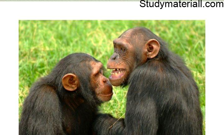 Chimpanzees 3