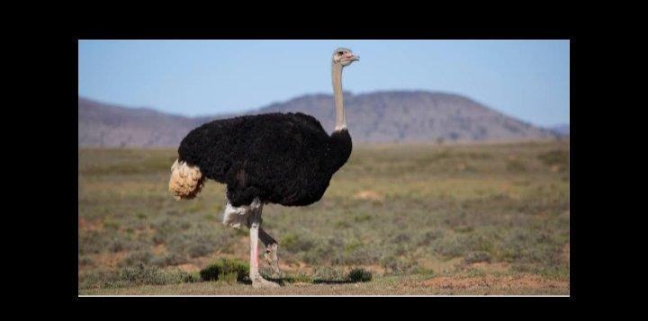 Ostrich 2