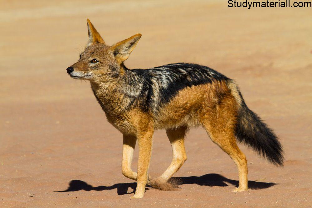 Jackals 3