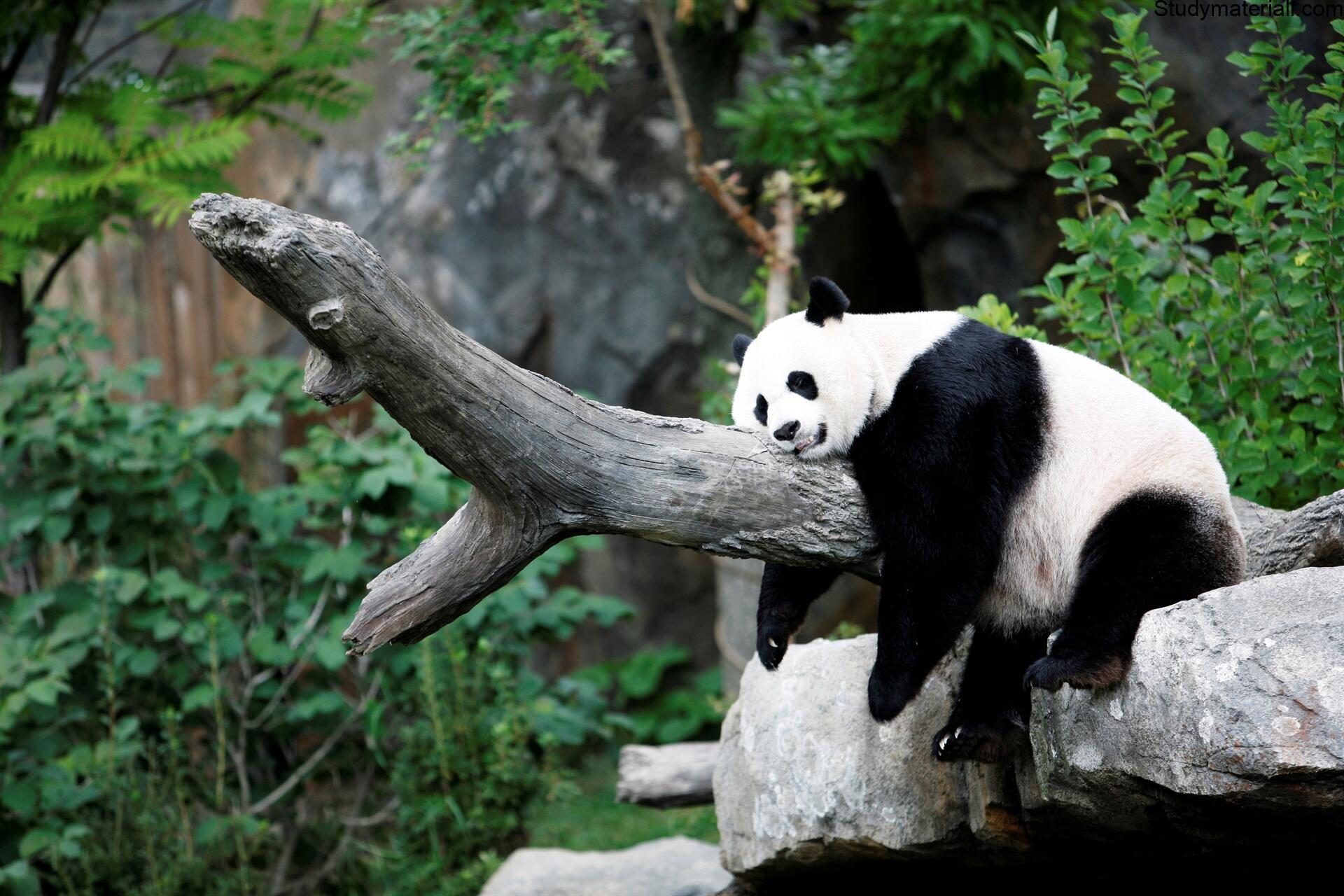 panda 2