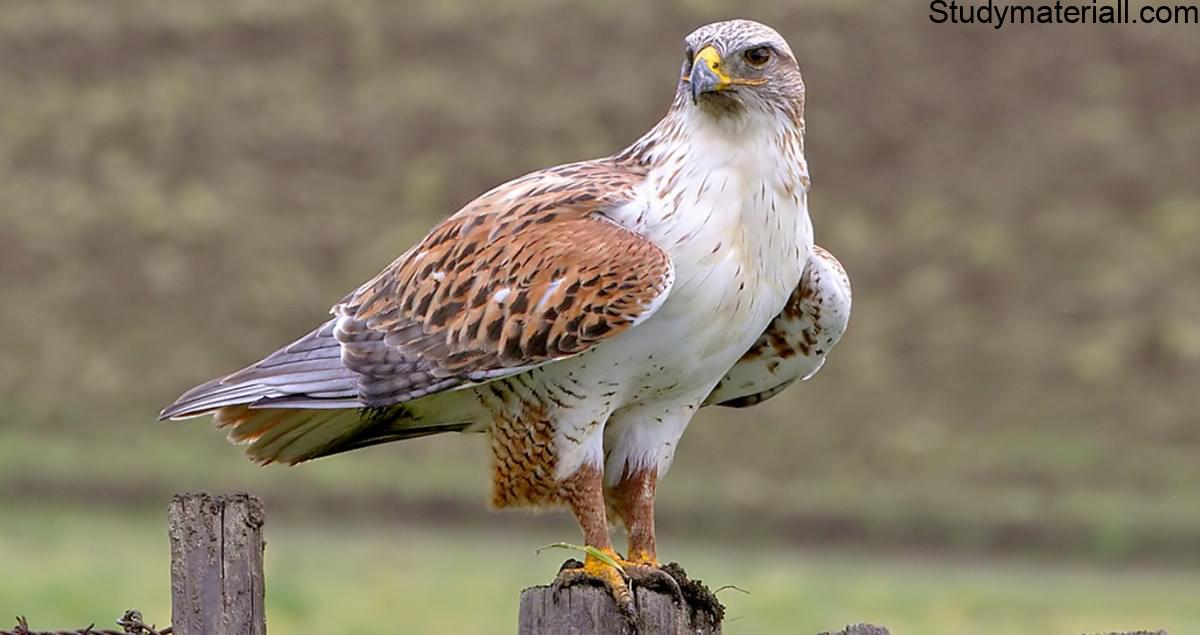 Hawk 3