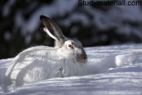 Arctic Hare - Lives Of Arctic Hare 2
