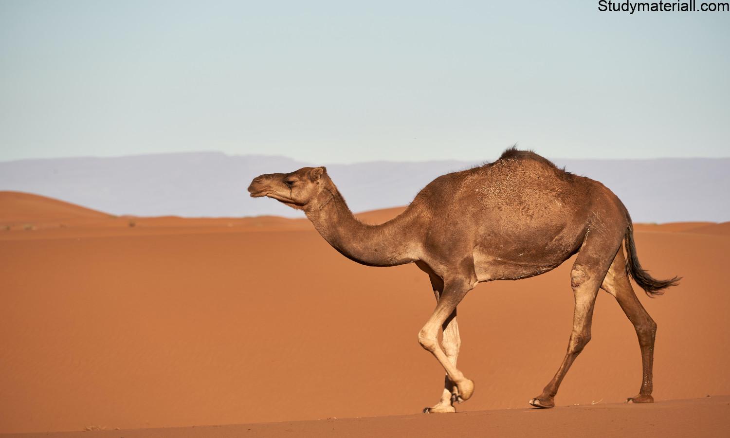 camel 3