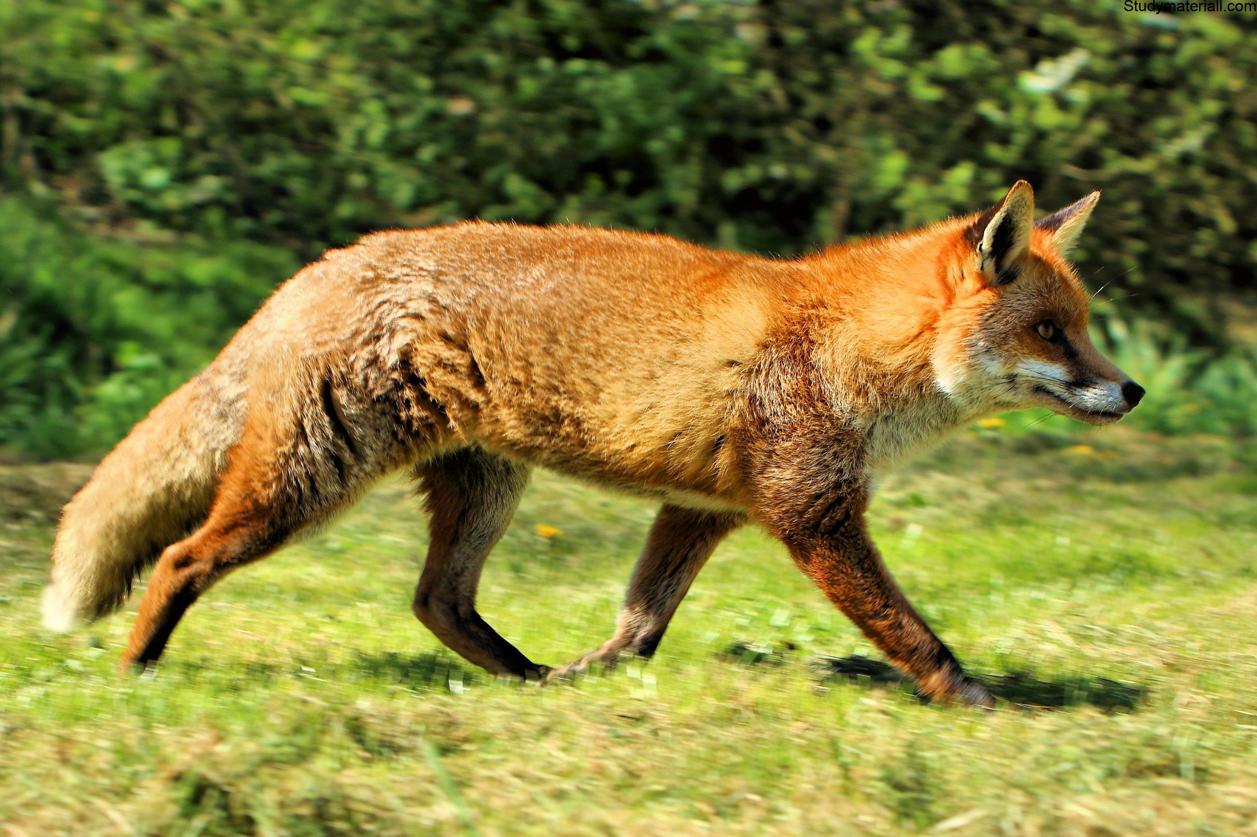 Fox 3