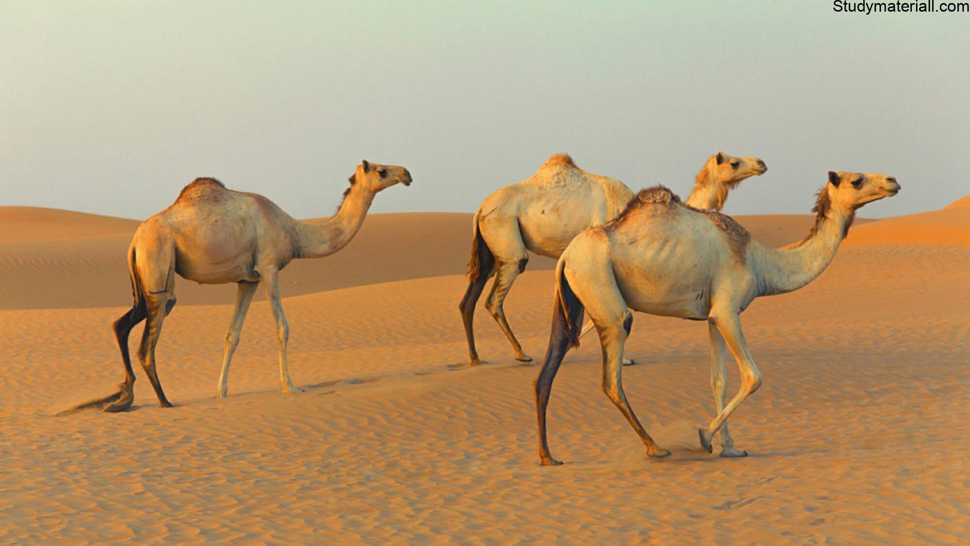 camel 2