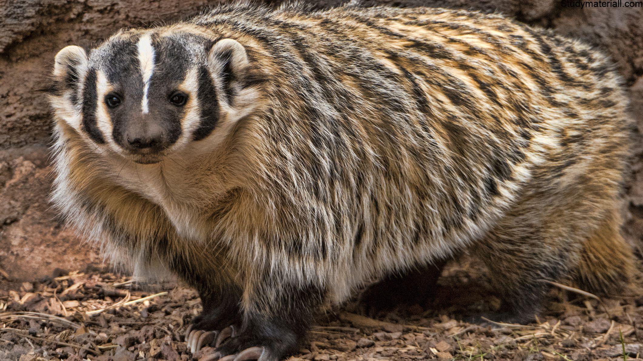 Badger 2
