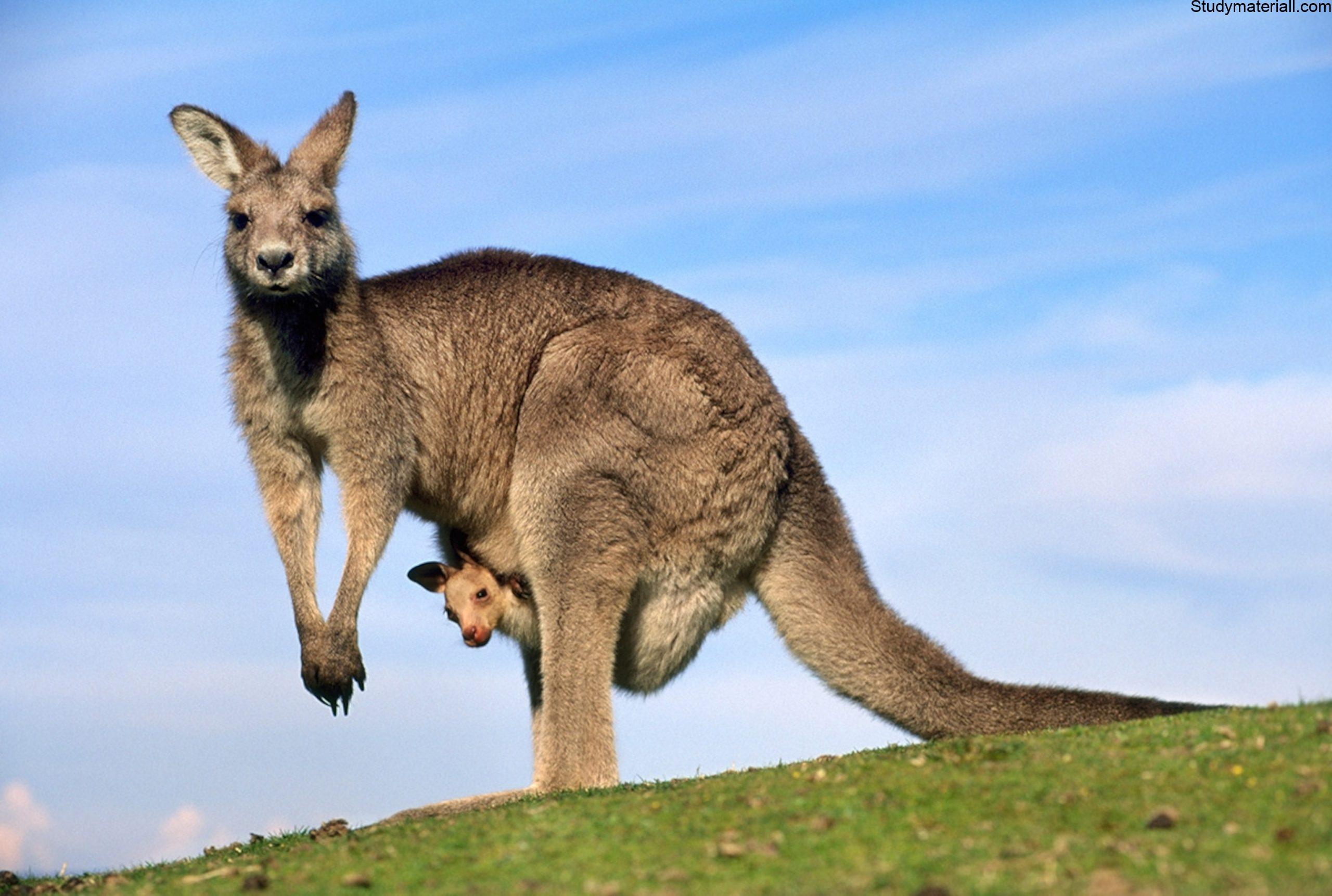 kangaroo 2