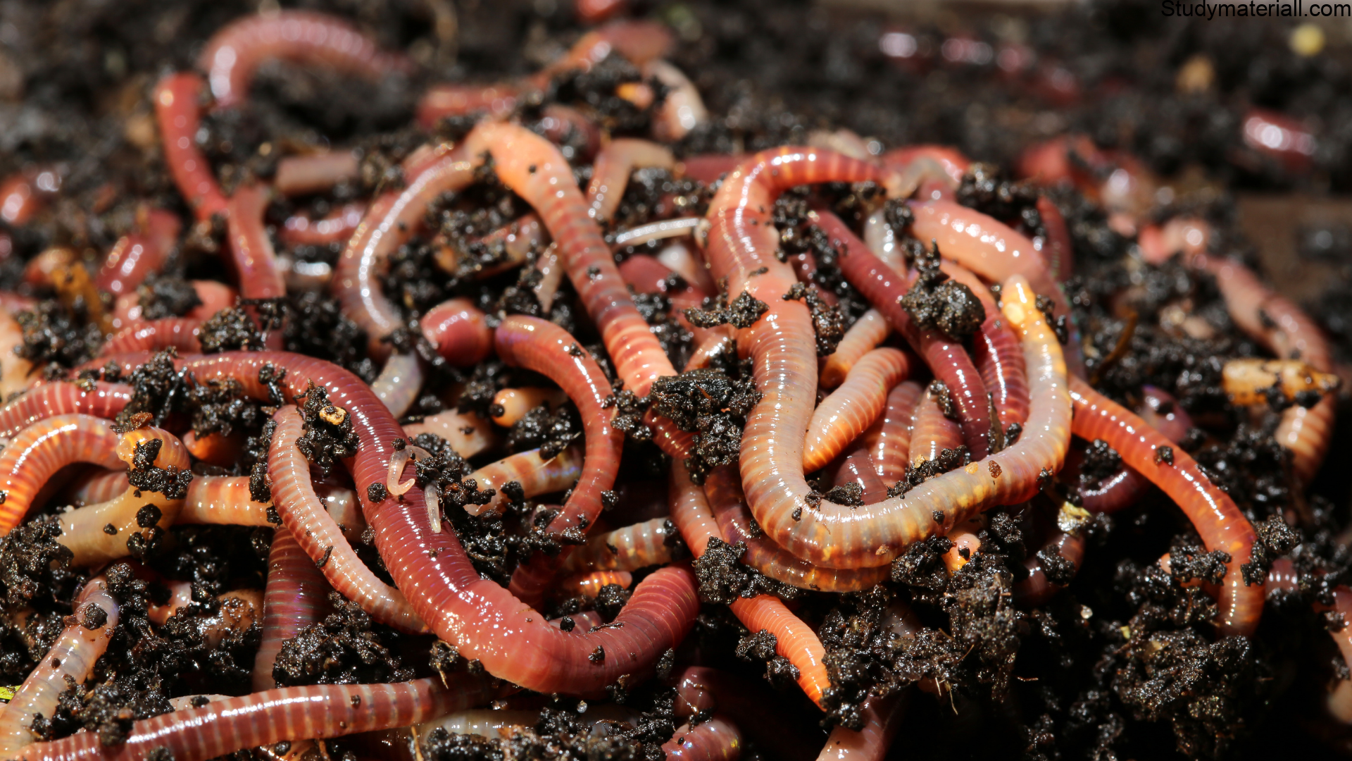 Earthworm 2