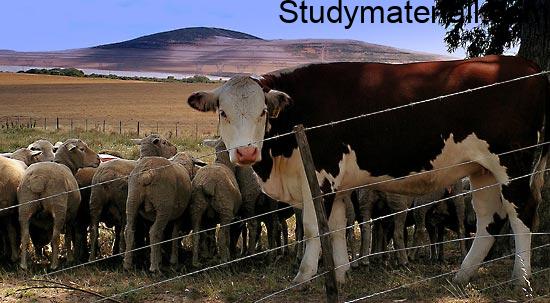 Change in pest and disease scenario due to climate change- How does climate change affect pests and disease- what is impact of climate change on pests - How do you think climate change will affect pests disease and weeks 4