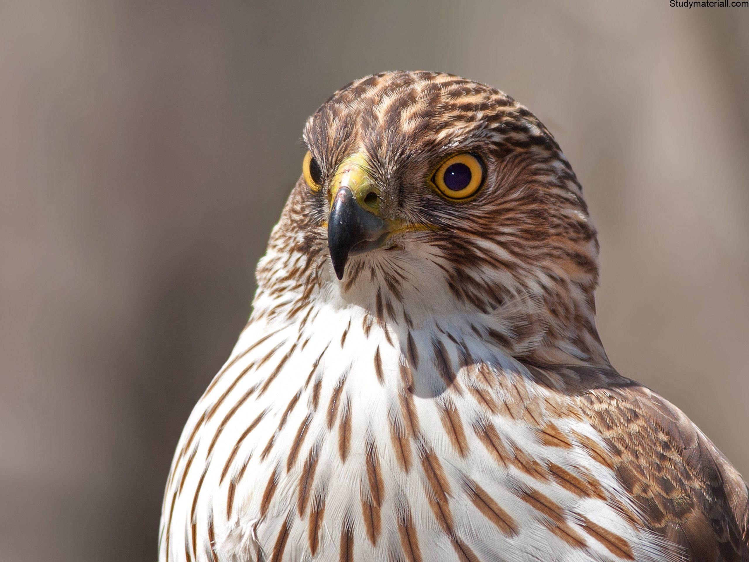 Hawk 2