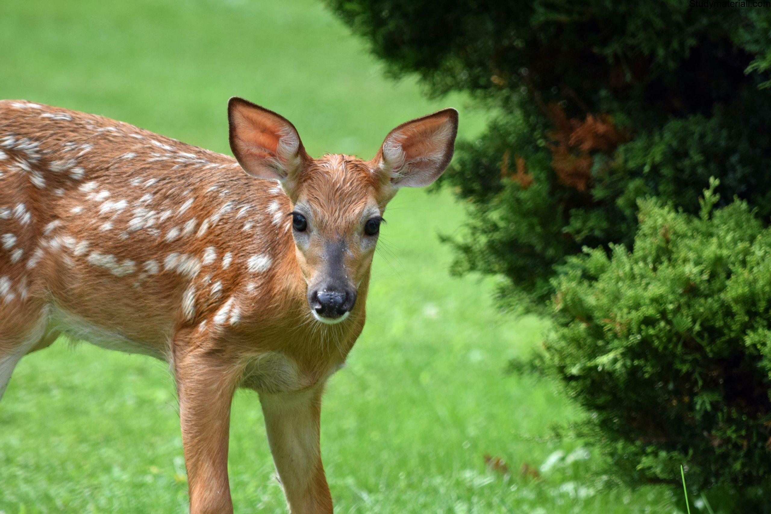 Deer 3