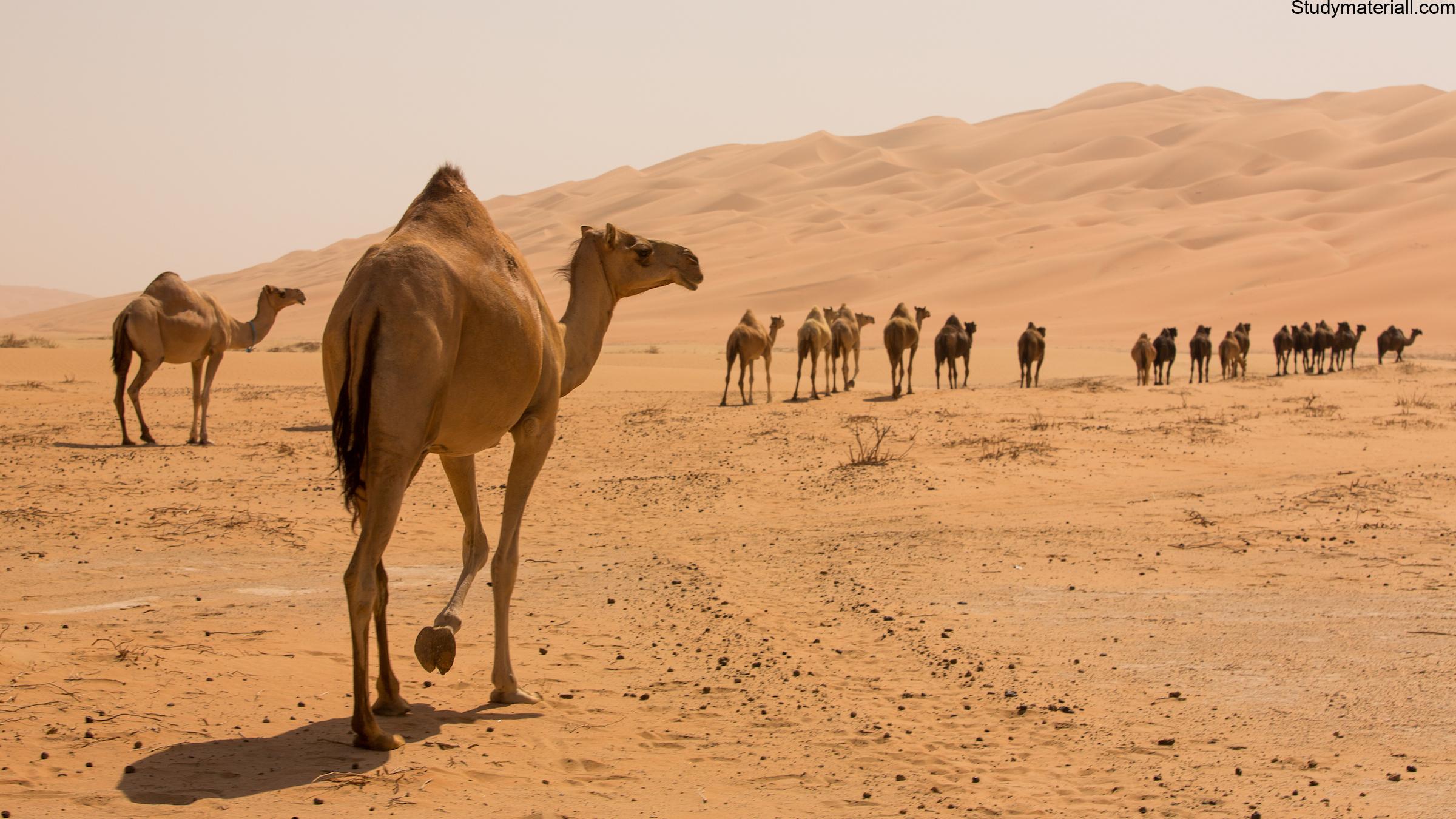 camel 6