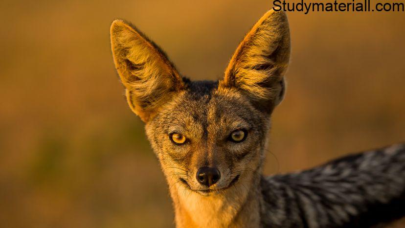 Jackals 2