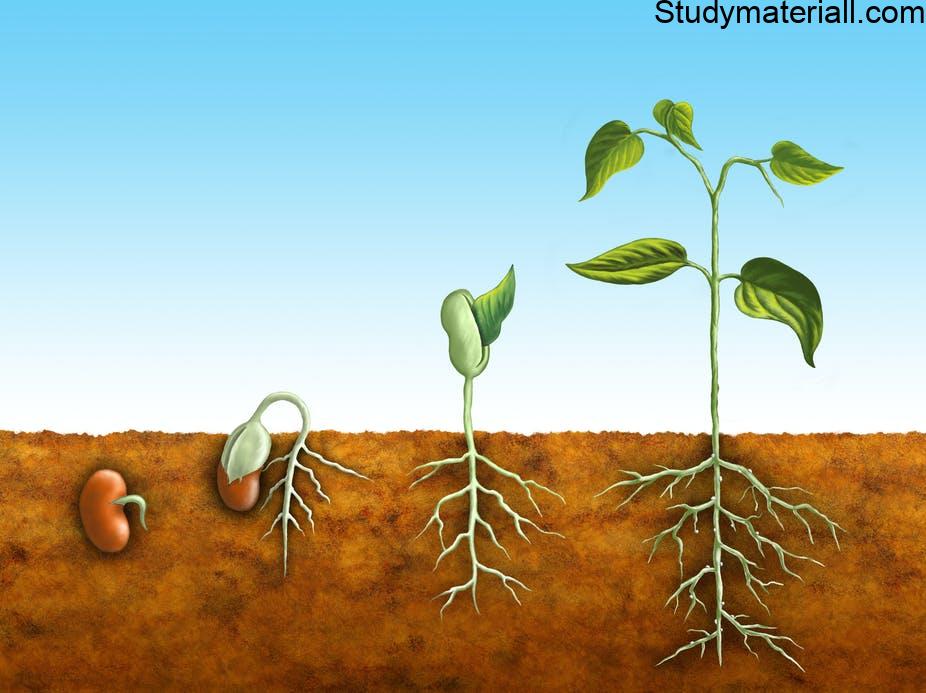 Seed - what is seed- what is seed in simply world - Functions of seeds 3