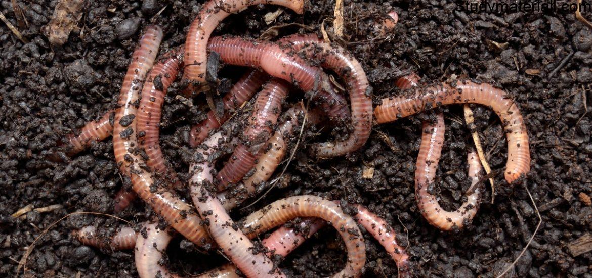 Earthworm 3