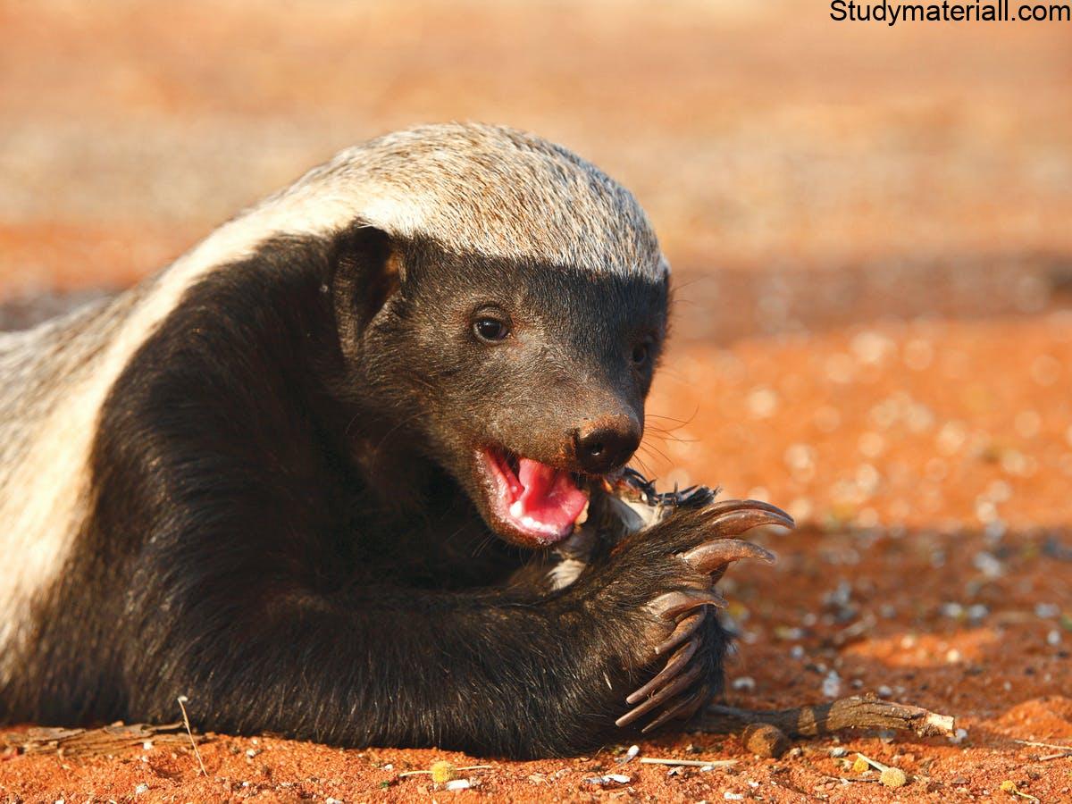 Badger 3