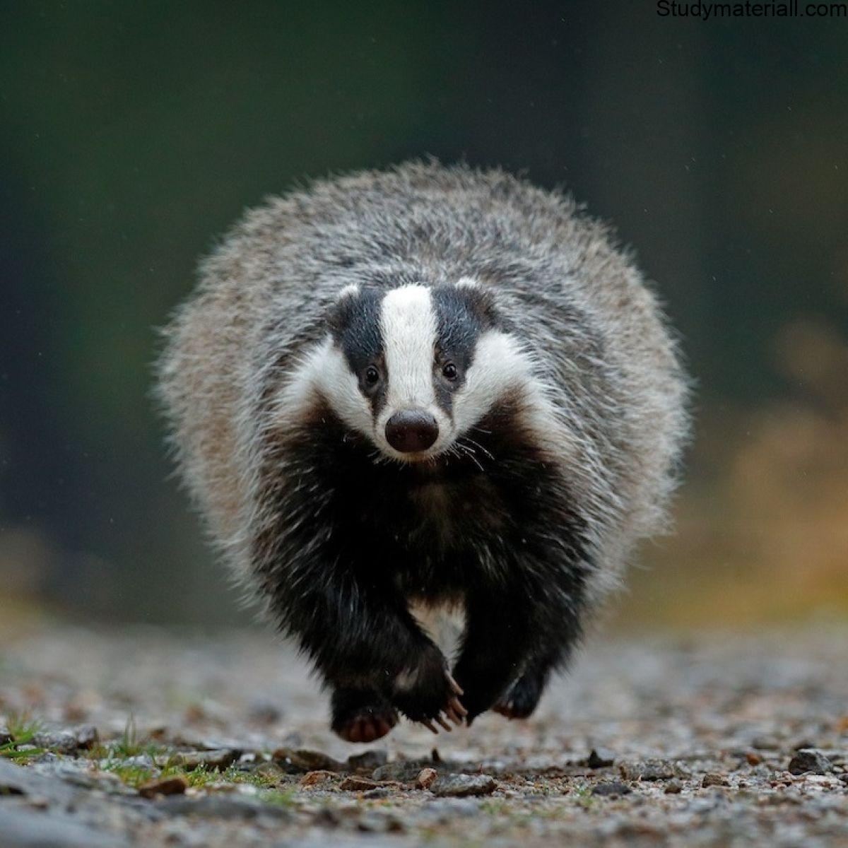 Badger 3