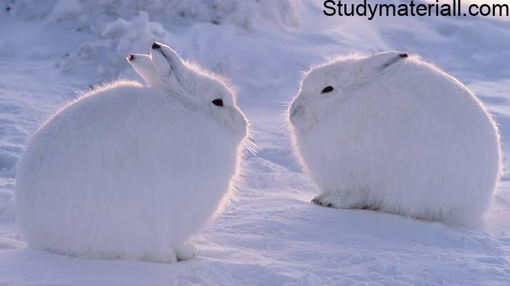 Arctic Hare - Lives Of Arctic Hare 3