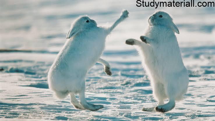 Arctic Hare - Lives Of Arctic Hare 4