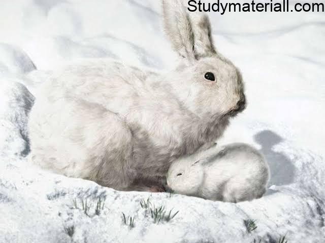 Arctic Hare - Lives Of Arctic Hare 5
