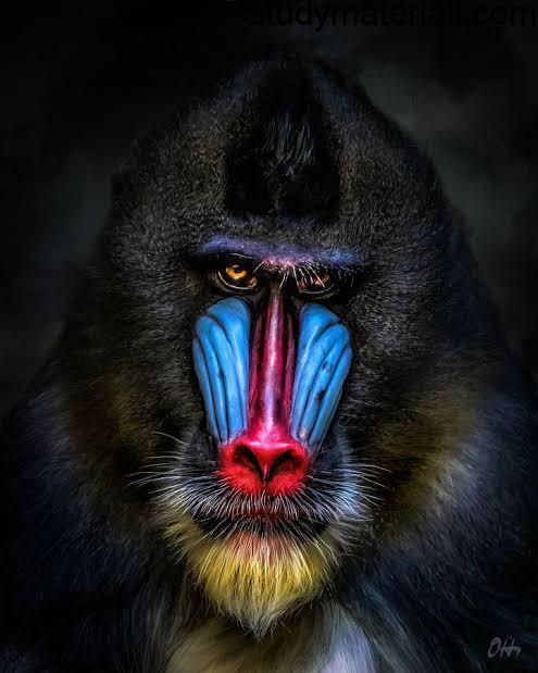 Mandrill - Life Of Mandrill 6