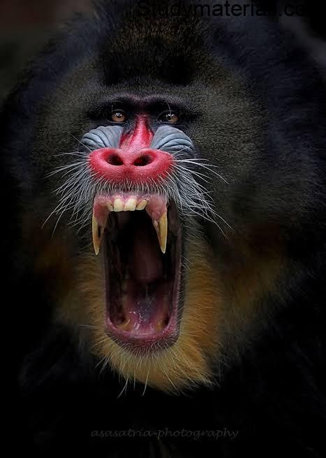 Mandrill - Life Of Mandrill 2