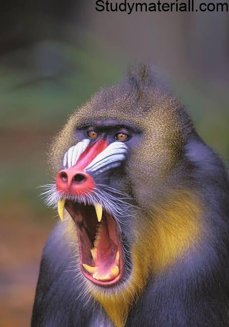 Mandrill - Life Of Mandrill 3