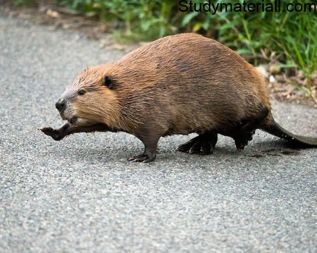 The Beaver - Do You Know Beaver? 3