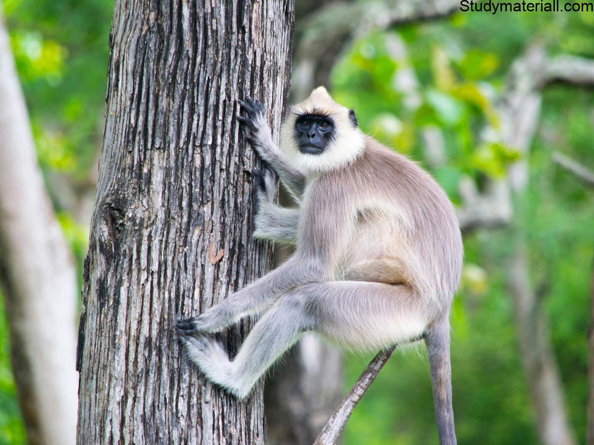 Langurs 2
