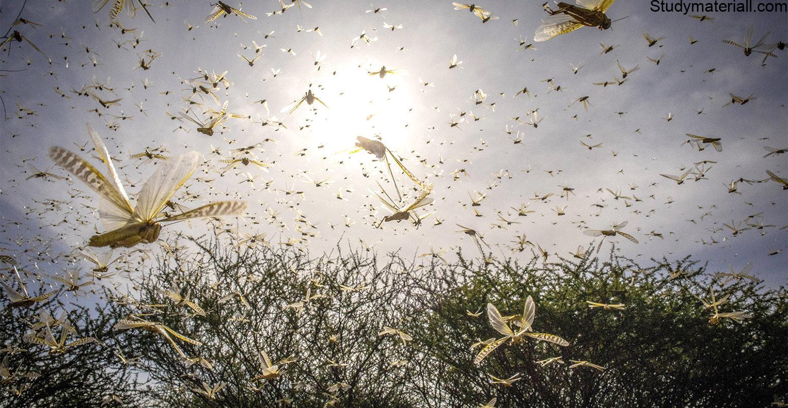 Change in pest and disease scenario due to climate change- How does climate change affect pests and disease- what is impact of climate change on pests - How do you think climate change will affect pests disease and weeks 13
