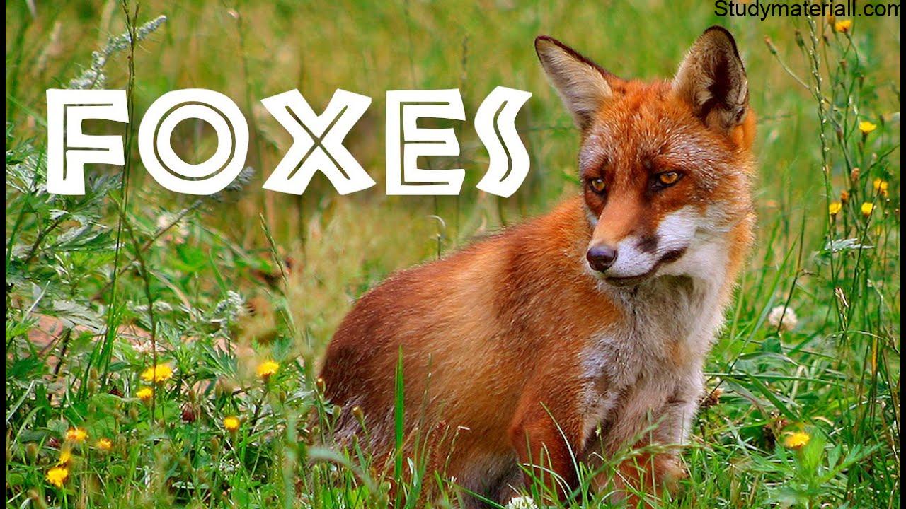 Fox 19
