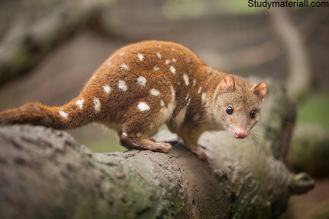 Quolls 2