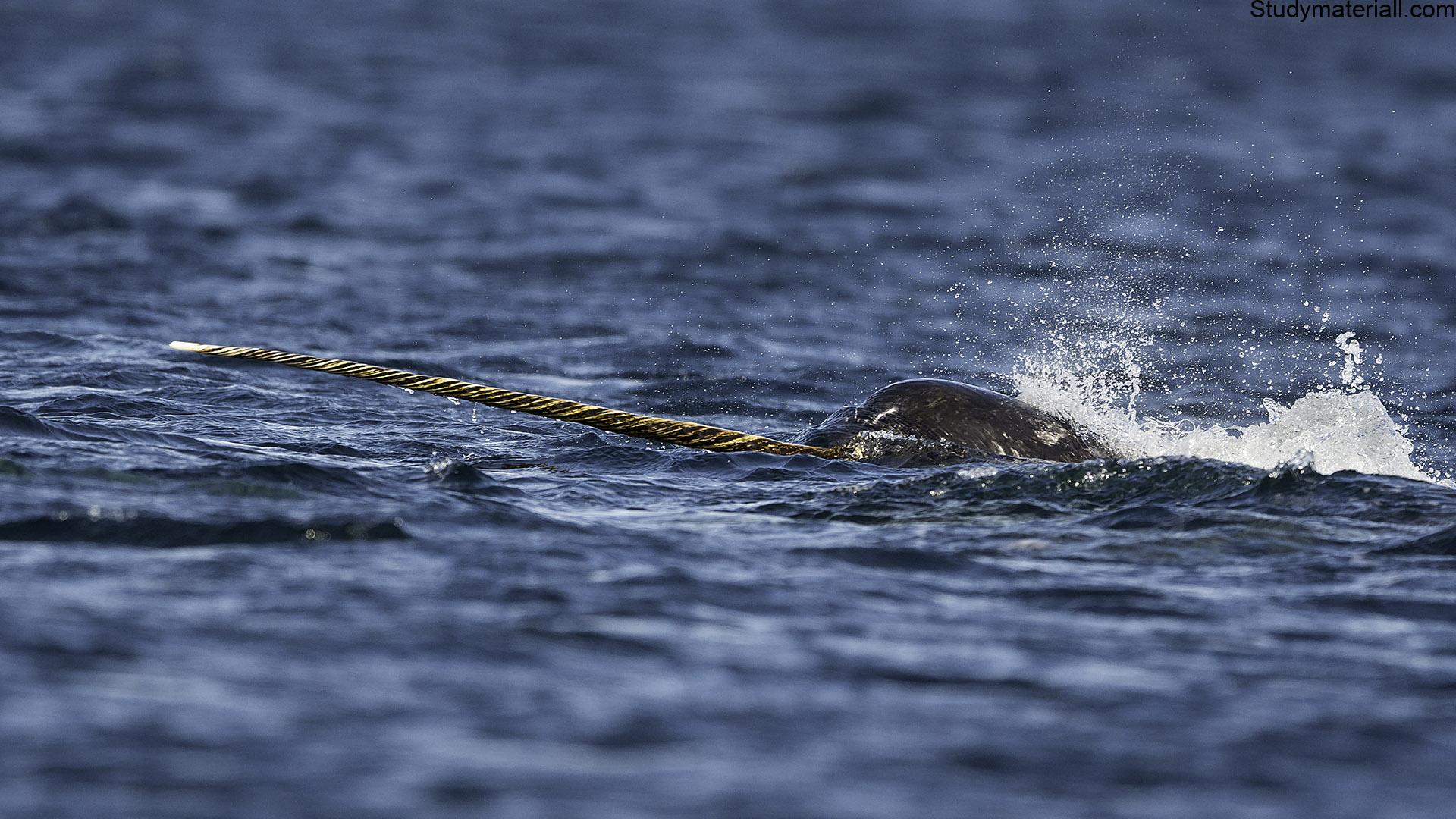 narwhal 2